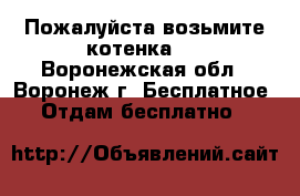Пожалуйста,возьмите котенка ! - Воронежская обл., Воронеж г. Бесплатное » Отдам бесплатно   